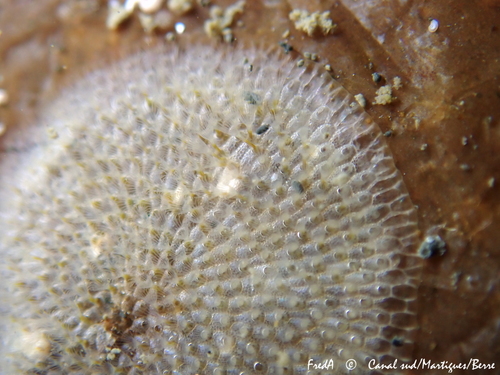 Cryptosula pallasiana