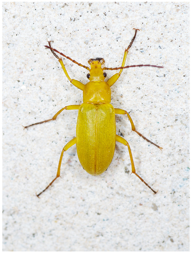 Cistèle jaune