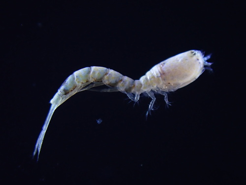 Cumopsis goodsir