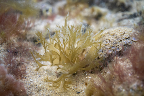 Cutleria multifida