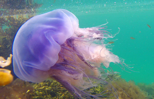 Cyanea lamarckii