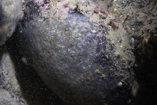 Alcyonidioides mytili