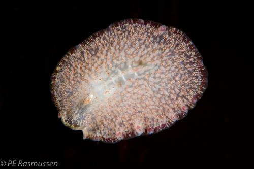 Cycloporus papillosus