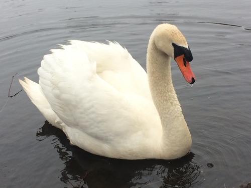 Cygne tuberculé