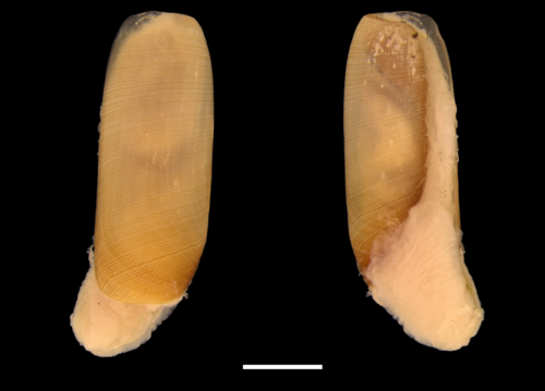 Cylichna cylindracea