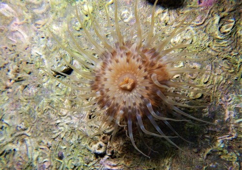 Cylista ornata