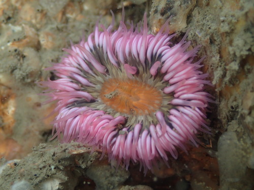 Cylista troglodytes