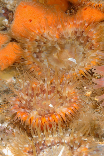 Cylista elegans
