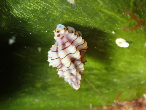 Cyrillia linearis