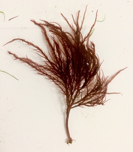 Cystoclonium purpureum