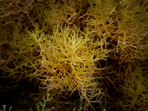 Cystoseira foeniculacea