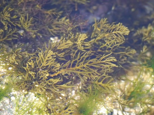 Cystoseira humilis