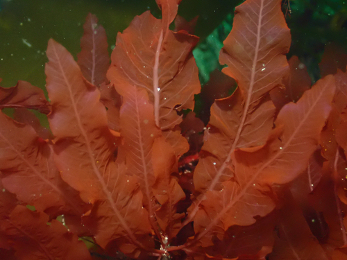 Delesseria sanguinea