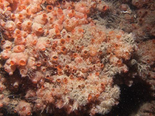 Dendrodoa grossularia