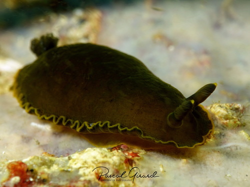 Dendrodoris limbata