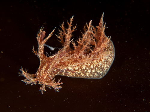 Dendronotus frondosus