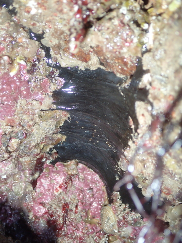 Dercitus bucklandi