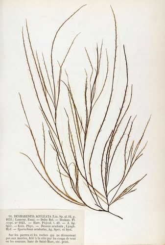 Desmarestia aculeata