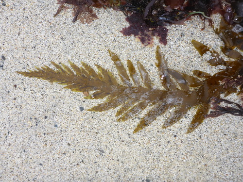 Desmarestia ligulata