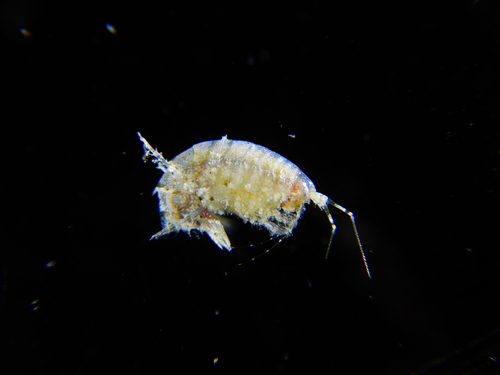 Dexamine spinosa