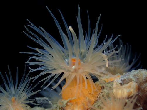 Diadumene cincta