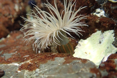 Diadumene lineata