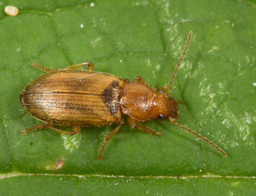 Dicheirotrichus gustavii