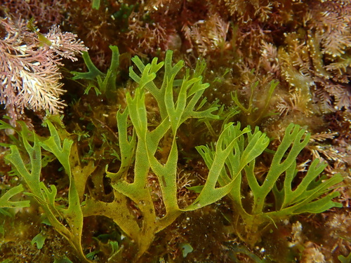Dictyota dichotoma