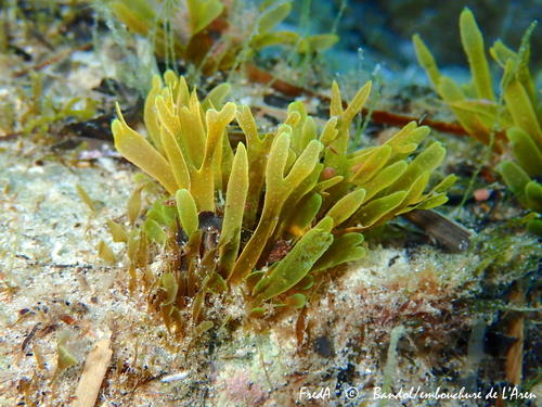 Dictyota spiralis