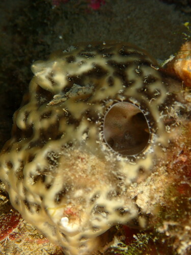 Didemnum coriaceum