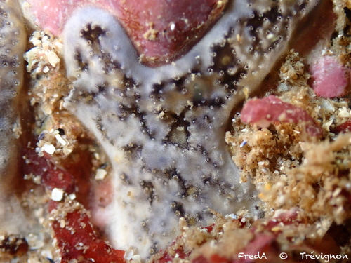 Didemnum maculosum