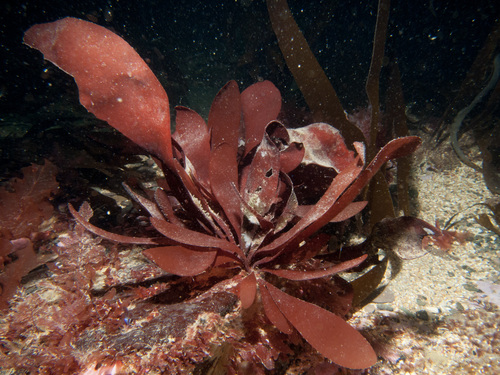 Dilsea carnosa