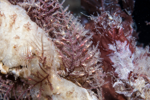 Diphasia rosacea