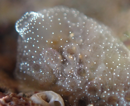 Diplosoma listerianum