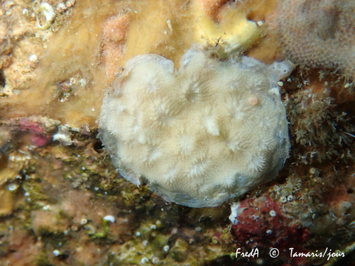 Disporella hispida