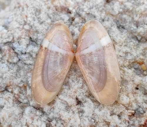 Donax variegatus