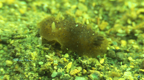 Doris ocelligera
