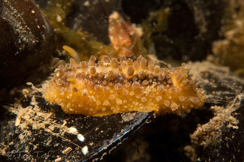 Doris verrucosa