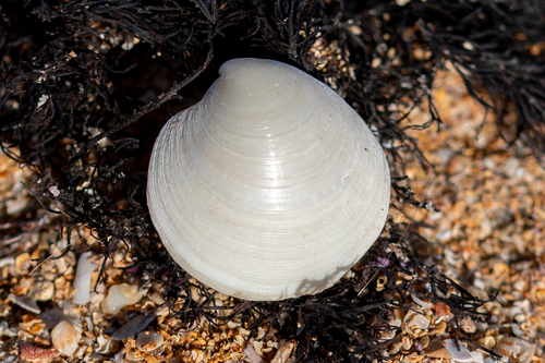 Dosinia lupinus