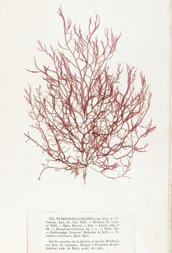 Dudresnaya verticillata