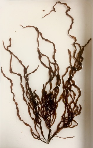 Dumontia contorta