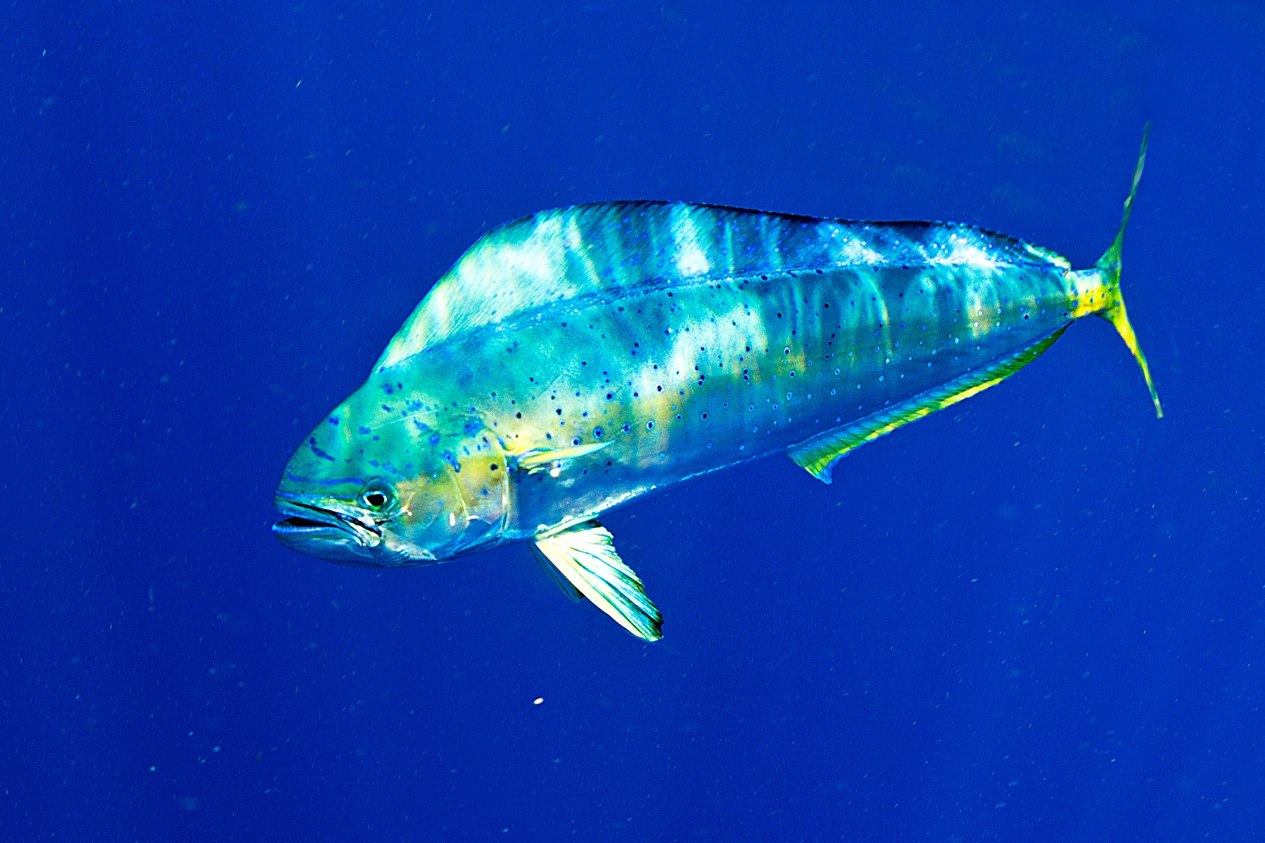 Dorade coryphène (mahi-mahi)