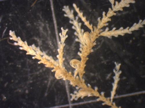 Dynamena pumila