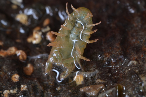 Dynamene bidentata