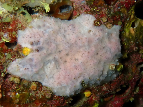 Dysidea pallescens