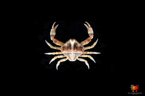 Ebalia tuberosa