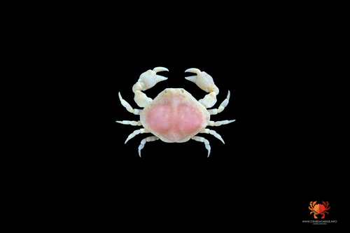 Ebalia tumefacta