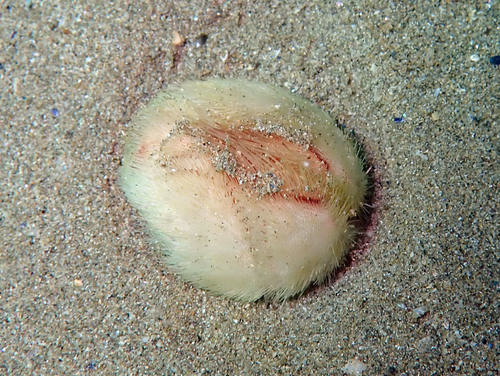 Echinocardium cordatum