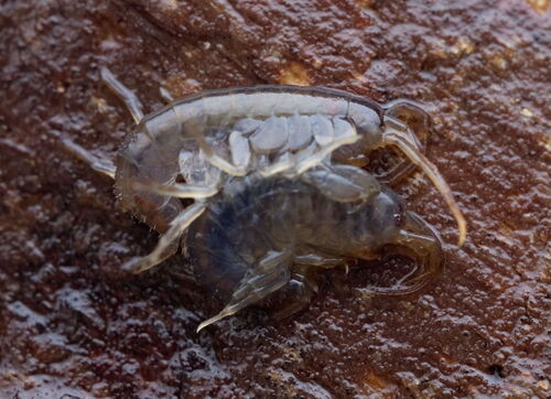 Echinogammarus berilloni