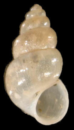 Ecrobia ventrosa